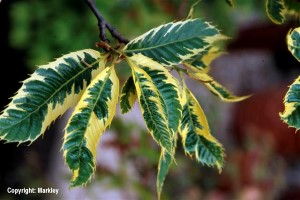 Castanea sativa 'Variegata'