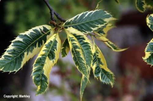 Castanea sativa 'Variegata'