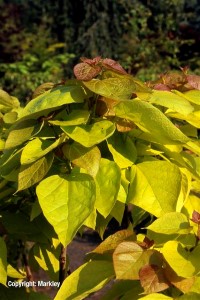 Catalpa bignonioides 'Aurea'