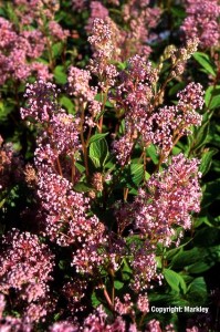Ceanothus pallidus 'Marie Simon'