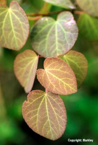 Cercidiphyllum japonicum