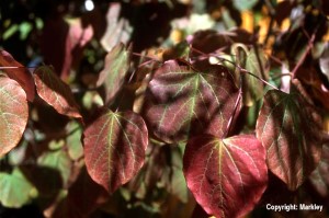 Cercis canadensis 'Forest Pansy'