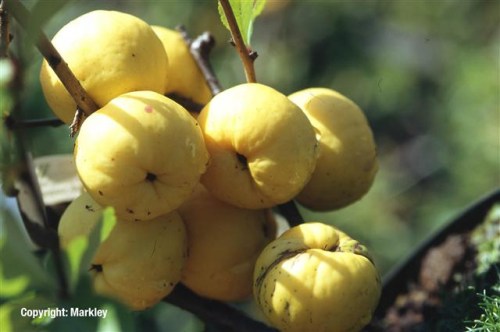 Chaenomeles japonica 'Cido'