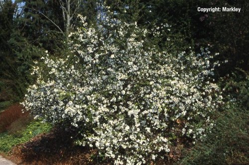 Chaenomeles speciosa 'Nivalis'