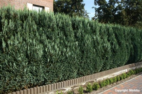 Chamaecyparis lawsoniana 'Columnaris Glauca'