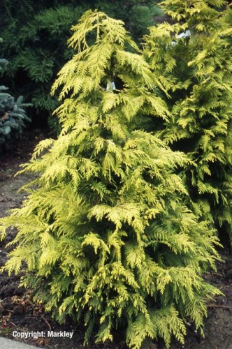 Chamaecyparis lawsoniana 'Lane'