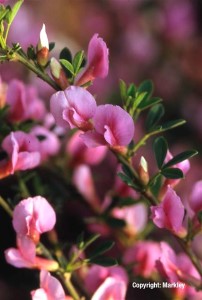 Chamaecytisus purpureus (Cytisus purpureus)