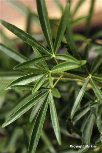 Choisya 'Aztec Pearl'