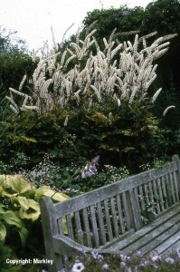 Cimicifuga simplex 'White Pearl'