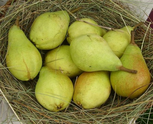 Pyrus com. 'Clapps Liebling'