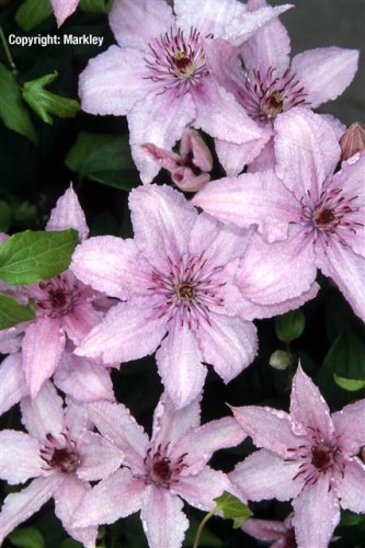 Clematis 'Hagley Hybrid'