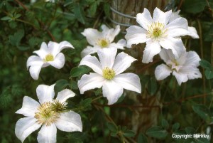 Clematis 'Huldine'