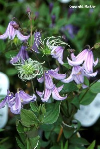 Clematis integrifolia