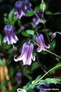 Clematis integrifolia 'Rooguchi'