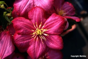 Clematis 'Ville de Lyon'