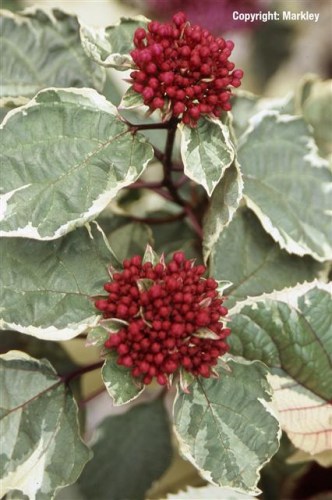 Clerodendrum bungei 'Pink Diamond'