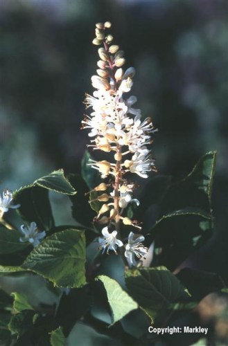 Clethra alnifolia