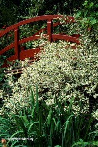 Cornus alba 'Elegantissima' (C. alba 'Argenteomarginata')