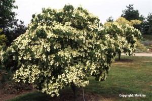 Cornus kousa 'China Girl'