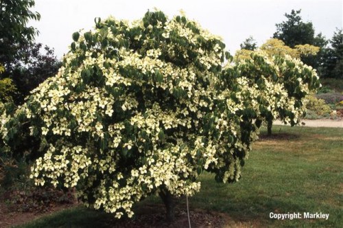 Cornus kousa 'China Girl'