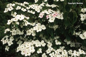 Cornus kousa 'Teutonia'