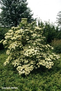 Cornus kousa var. chinensis