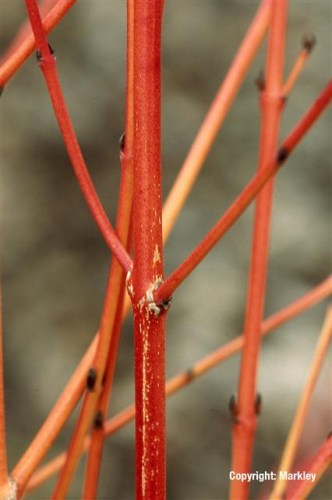 Cornus sanguinea 'Anny's Winter Orange'