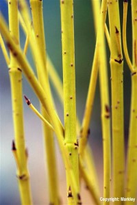 Cornus stolonifera 'Flaviramea'