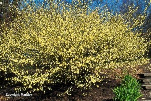 Corylopsis pauciflora