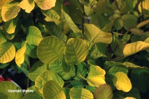 Cotinus coggygria 'Golden Spirit'