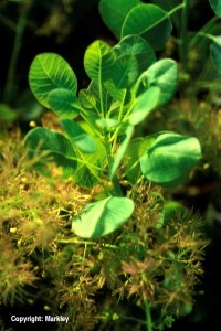 Cotinus coggygria 'Young Lady'