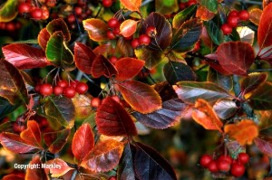 Crataegus prunifolia