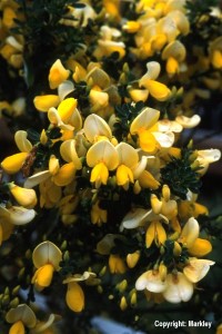 Cytisus scoparius 'Luna'
