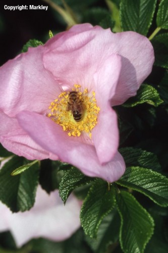 Rosa rugosa 'Dagmar Hastrup'