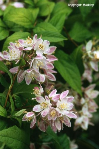 Deutzia hybrida 'Strawberry Fields'