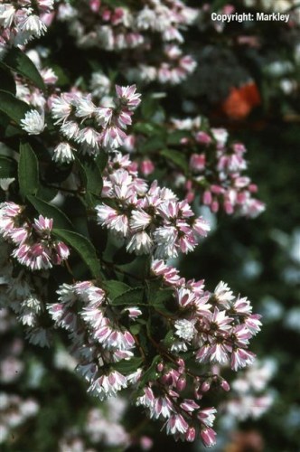 Deutzia scabra 'Plena'