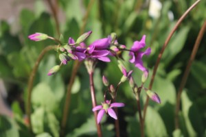 Keine Abbildung zugeordnet 