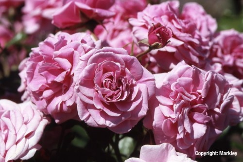 Rosa 'DornrÃ¶schenschloss Sababurg' -R-