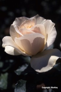 Rosa 'EdelweiÃŸ' -R-