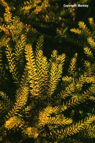 Empetrum nigrum 'Bernstein'