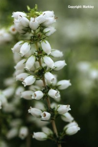 Erica cinerea 'Alba Major'