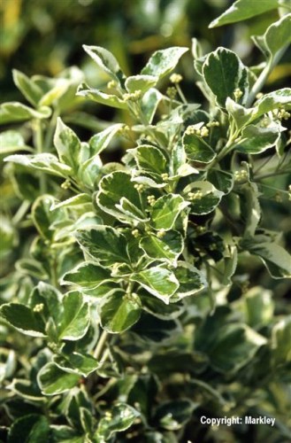 Euonymus fortunei 'Emerald Gaiety'