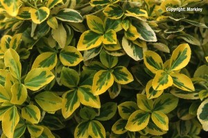 Euonymus fortunei 'Sunshine'