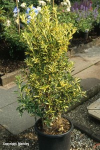 Euonymus japonicus 'Aureopictus' ('Aureus')