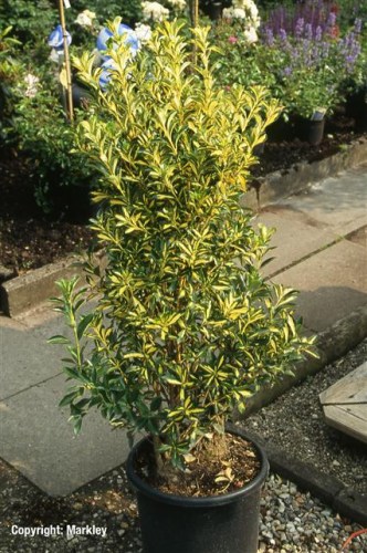 Euonymus japonicus 'Aureopictus' ('Aureus')