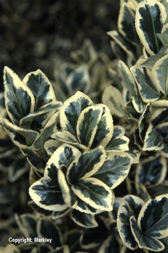 Euonymus japonicus 'Bravo'
