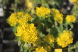 Keine Abbildung zugeordnet 