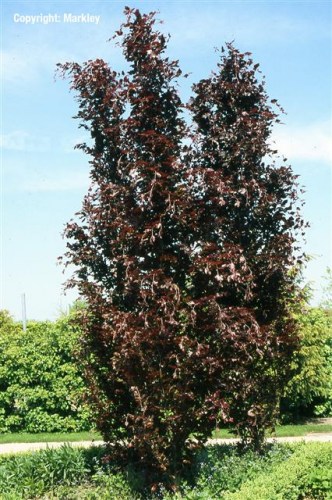Fagus sylvatica 'Dawyck Purple'