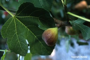 Ficus carica