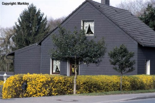 Forsythia intermedia 'Lynwood Gold'